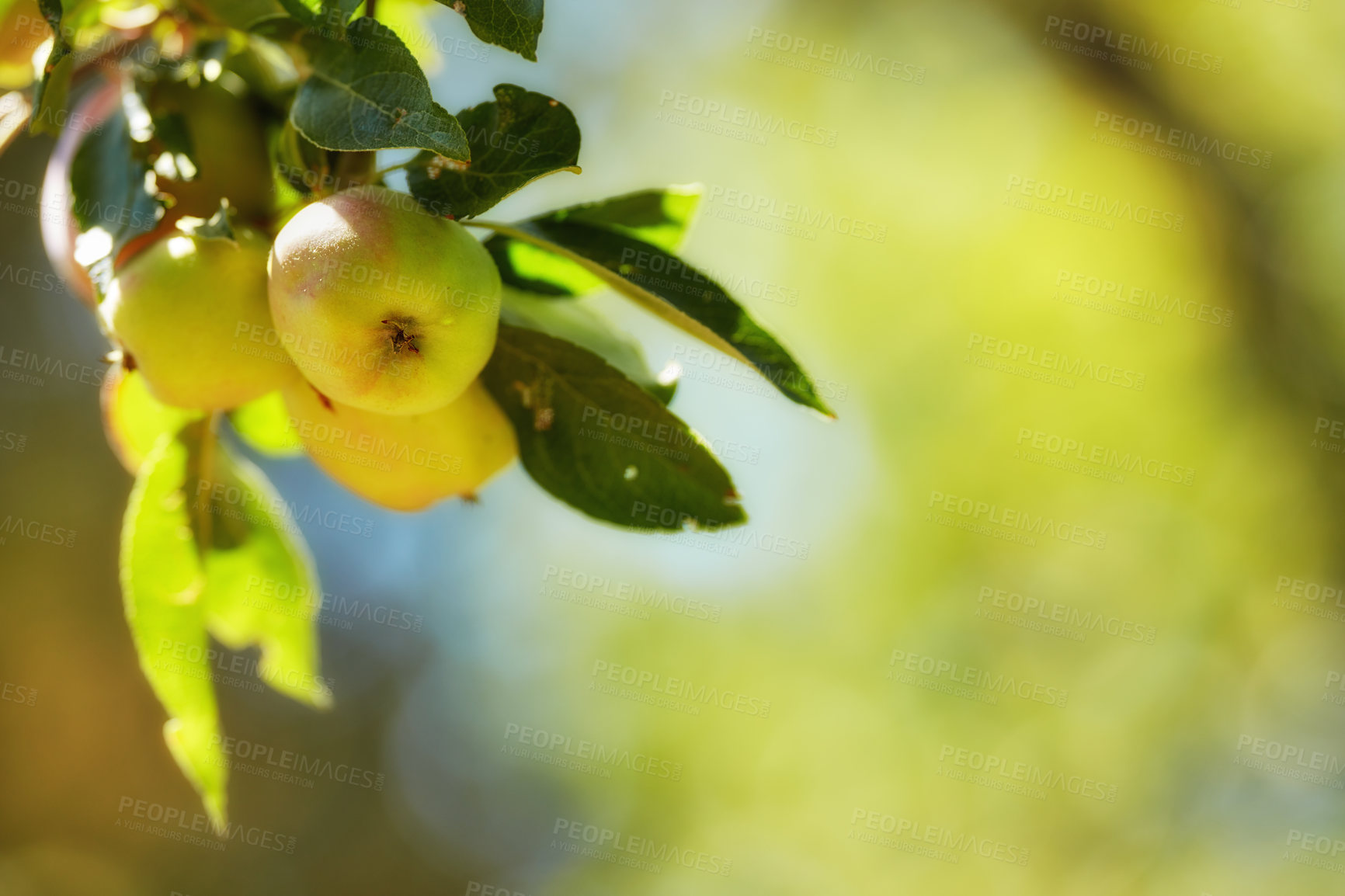 Buy stock photo Apple, agriculture and fruit on tree with leaves in garden for organic produce, harvest and sustainability in nature. Orchard, farming and healthy food on mockup for fiber and nutrition on farmland