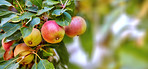 Fresh apple in the garden