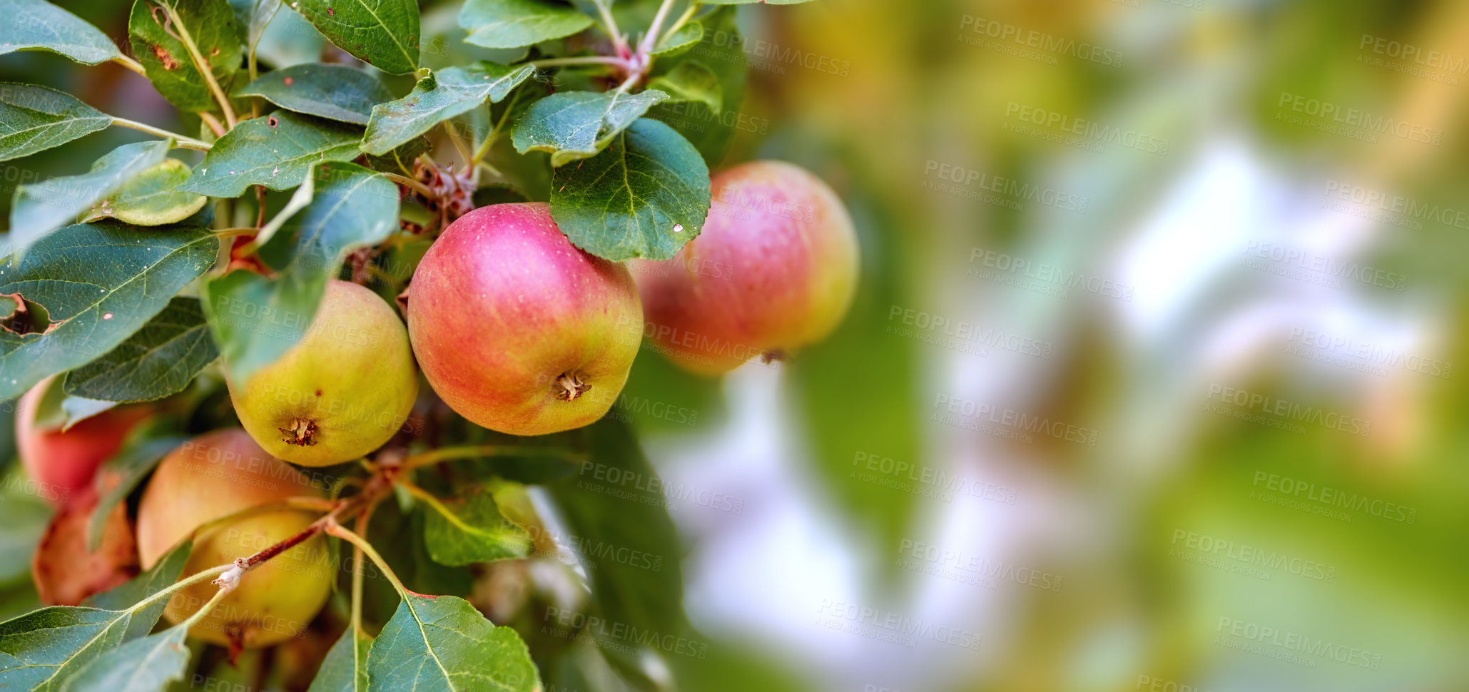 Buy stock photo Fresh apple in the garden
