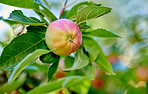 Fresh apple in the garden