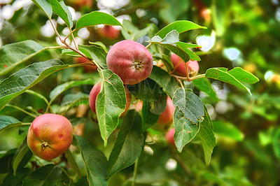 Buy stock photo Red apple, trees and green plants in nature for sustainable farming, growth or agriculture in garden background. Fruits growing on leaves in forest for healthy food production, agro industry or field