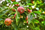 Fresh apple in the garden