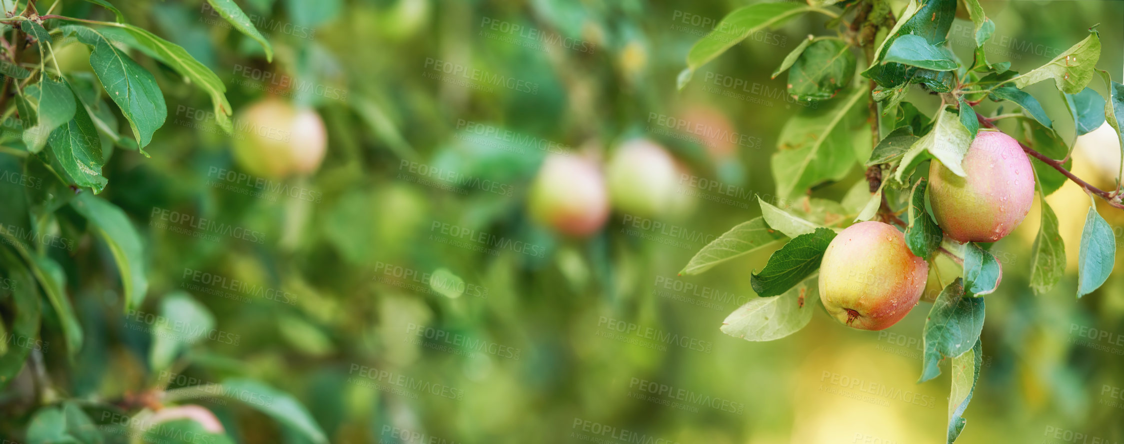 Buy stock photo Bunch of apples on a tree branch in an orchard on a sunny day outdoors. Closeup of fresh, sweet, and organic produce grown on a sustainable fruit farm. Ripe, juicy, and ready for picking and harvest