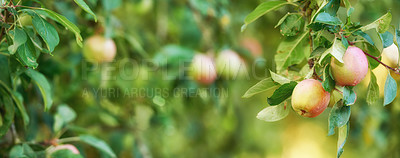 Buy stock photo Bunch of apples on a tree branch in an orchard on a sunny day outdoors. Closeup of fresh, sweet, and organic produce grown on a sustainable fruit farm. Ripe, juicy, and ready for picking and harvest