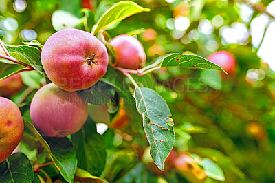 Buy stock photo red apples with copy space growing on a tree in an orchard on a bright and sunny day outdoors. Fresh, organic and ripe seasonal produce for harvest in a fruit farm. Sweet, delicious and healthy crops