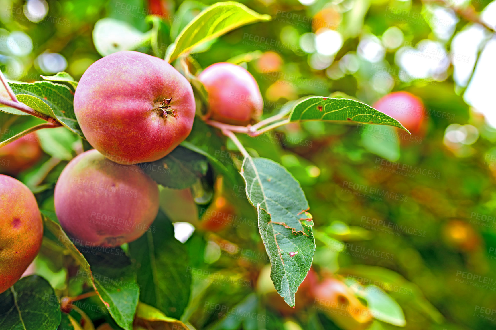 Buy stock photo red apples with copy space growing on a tree in an orchard on a bright and sunny day outdoors. Fresh, organic and ripe seasonal produce for harvest in a fruit farm. Sweet, delicious and healthy crops