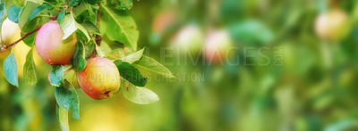 Buy stock photo Copy space with apples growing on a tree branch in a sustainable orchard on a sunny day outside. Ripe and fresh fruit cultivated for harvest and picking. Organic produce growing in a thriving grove
