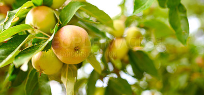 Buy stock photo closeup of cameo, yellow apples on a tree in an orchard on a sunny day outdoors. Fresh and organic produce growing on a branch with leaves on a sustainable fruit farm, ripe and ready for harvest.