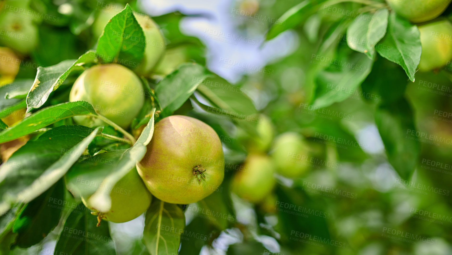 Buy stock photo Copy space with apples growing on a tree in a sustainable orchard on sunny day outdoors. Juicy, nutritious and fresh organic fruit growing in a scenic green landscape. Ripe produce ready for harvest