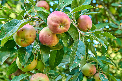 Buy stock photo Red apples growing in a lush green fruit tree with leaves. Fresh sustainable produce ready for harvest on a farm on a summer day. Ripe and organic agricultural crops outdoors in nature during spring