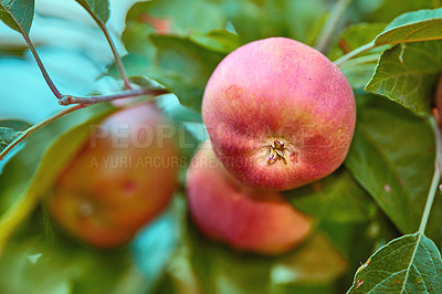 Buy stock photo Fresh red apples on a tree in an orchard in summer. Organic fruit farming on the farm.  Natural fresh red apples on a tree background with copy space. Fresh organic red ripen apples in the orchard.