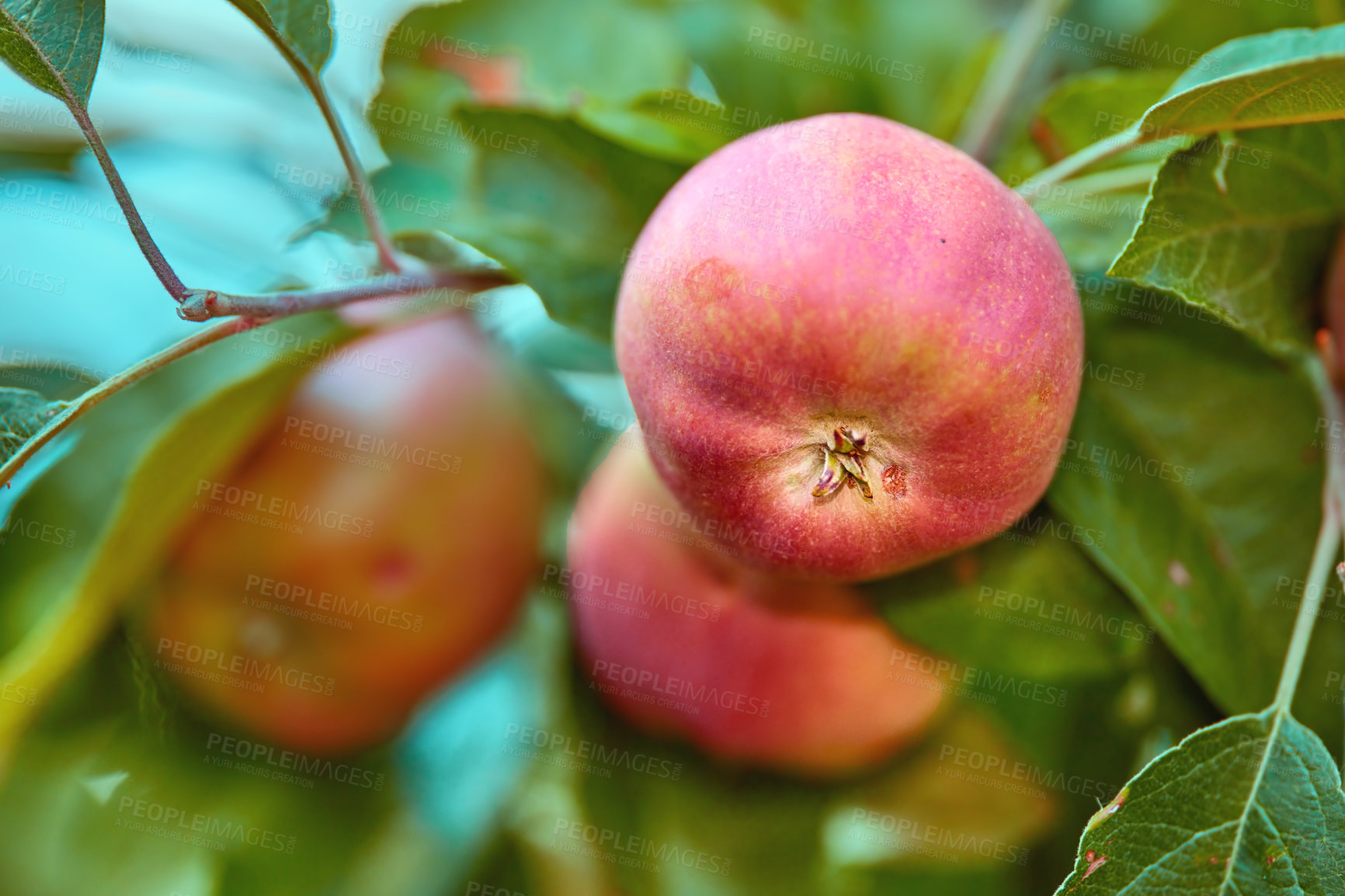 Buy stock photo Fresh red apples on a tree in an orchard in summer. Organic fruit farming on the farm.  Natural fresh red apples on a tree background with copy space. Fresh organic red ripen apples in the orchard.