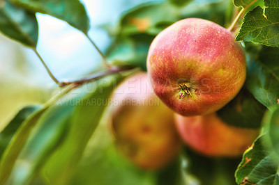 Buy stock photo Closeup of red apples on a tree in an orchard outside in summer. Organic and sustainable fruit farming, produce grown on the farm. Agriculture background with copy space. Ripe and ready to harvest