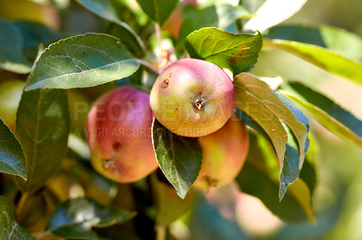 Buy stock photo Apples growing on a tree in an orchard on a bright and sunny day outdoors. Fresh, organic and ripe seasonal produce ready for picking and harvest on a fruit farm. Sweet, delicious and healthy crops