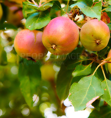 Buy stock photo A bunch of red and yellow apples growing on trees for harvest in a sustainable orchard outdoors on sunny day. Juicy and ripe produce growing seasonally and organically on a fruit farm or garden