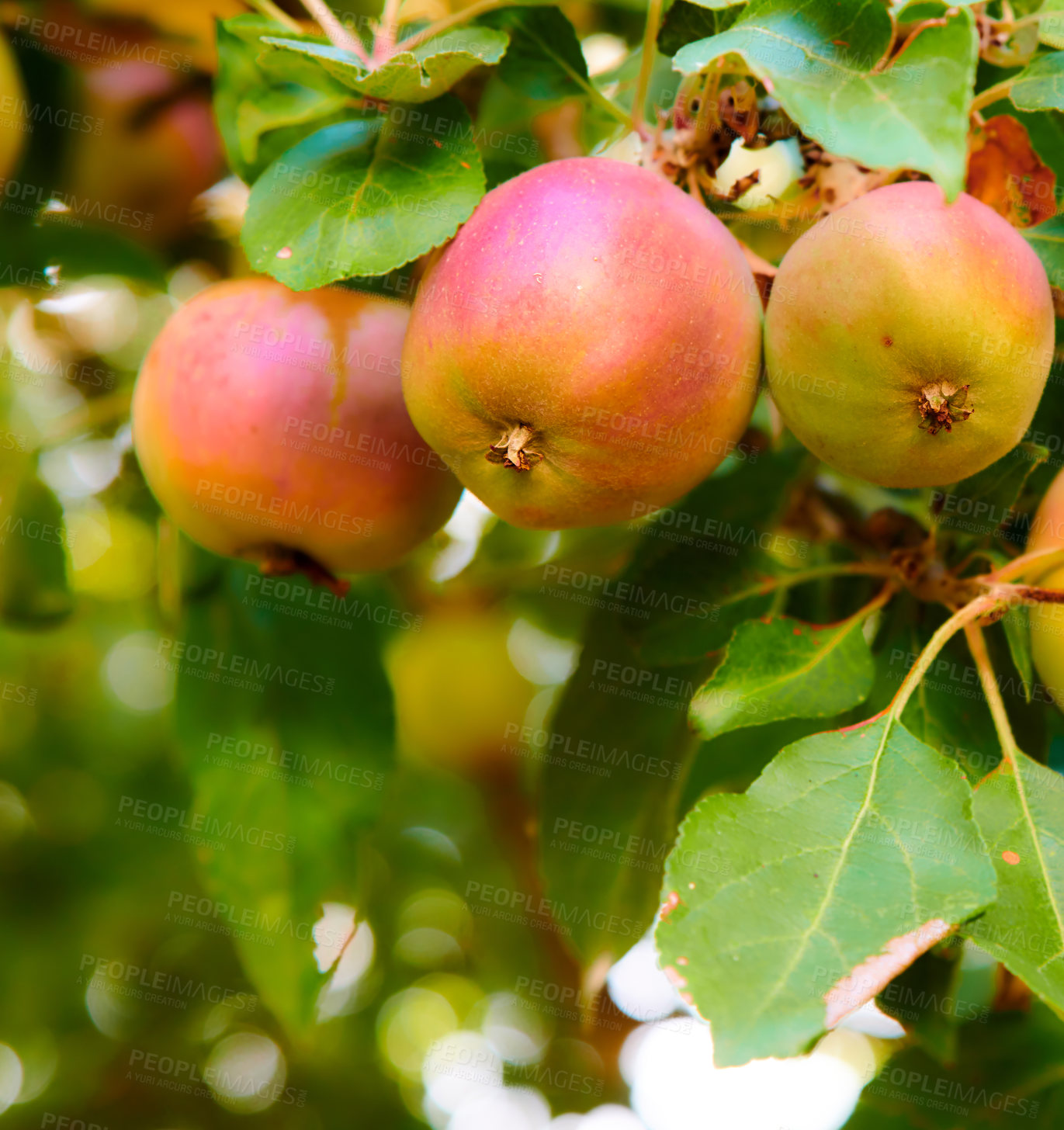 Buy stock photo A bunch of red and yellow apples growing on trees for harvest in a sustainable orchard outdoors on sunny day. Juicy and ripe produce growing seasonally and organically on a fruit farm or garden