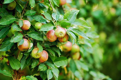 Buy stock photo closeup of Empire apples on a tree branch in an orchard on a sunny day outdoors. Fresh, juicy and organic produce growing with leaves in a sustainable fruit farm. Ripe and ready for harvest