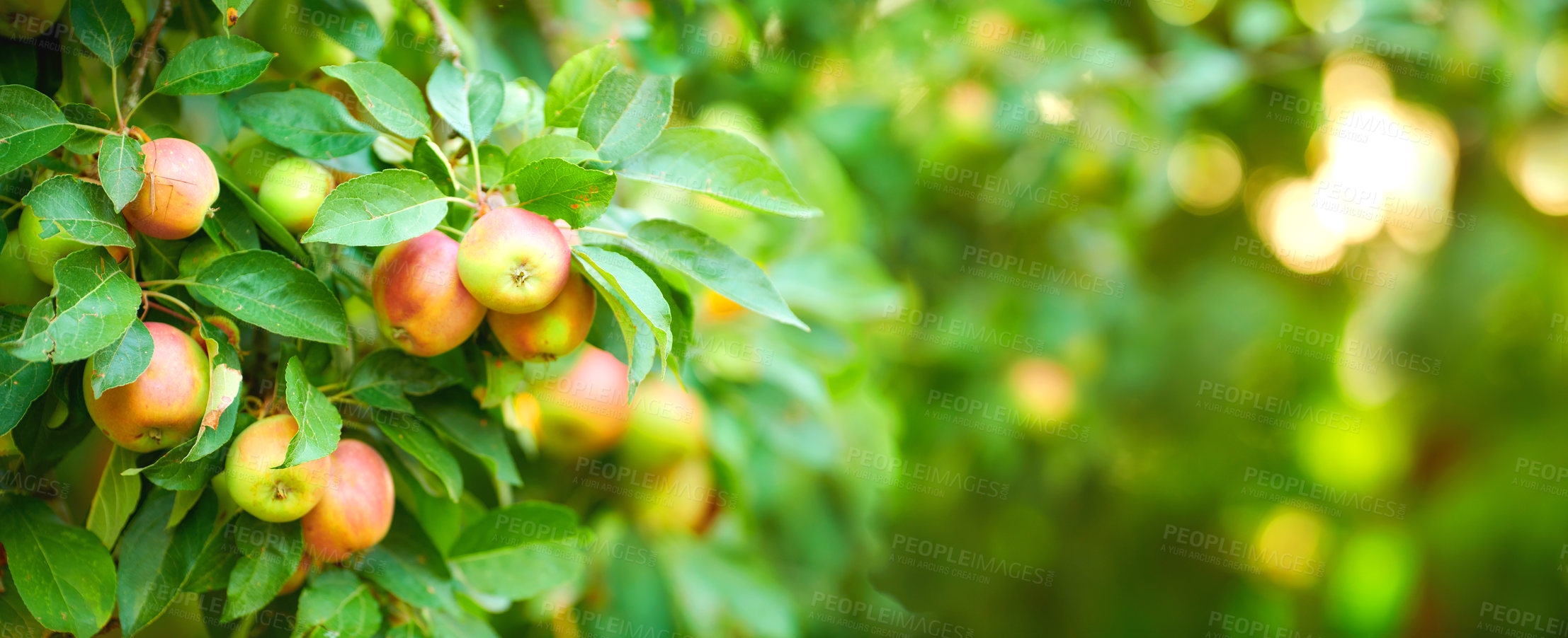 Buy stock photo Closeup of apples growing on a tree in a sustainable orchard on a sunny day outdoors. Juicy, nutritious, and fresh organic fruit growing in a scenic green landscape. Ripe produce ready for harvest