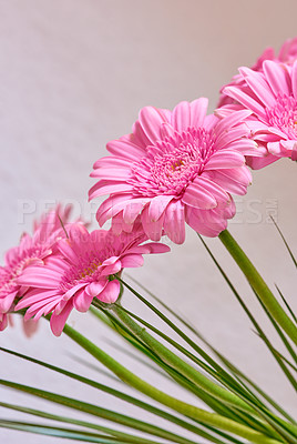 Buy stock photo A bouquet of appreciation