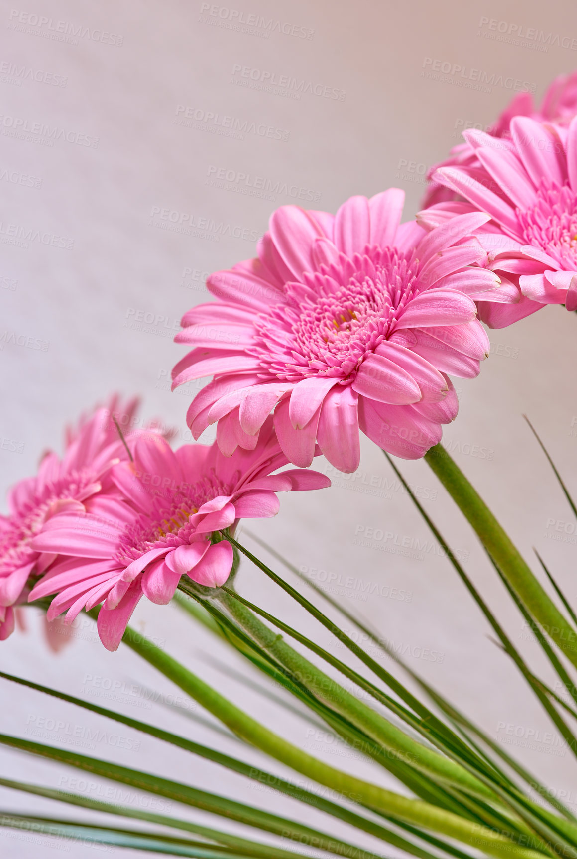 Buy stock photo A bouquet of appreciation