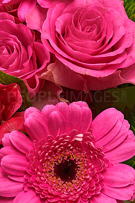 Buy stock photo Daisy, gift and rose with bouquet of flowers for valentines day, growth and flora. Botany, season and floral garden with plant and petal bloom for nature, celebration and ecology of countryside