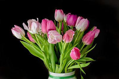 Buy stock photo Pink bouquet of flowers growing in a vase against a black background. Beautiful flowering plants blooming in a jar displayed against a dark setup. Pretty tulips budding in a vessel on a table

