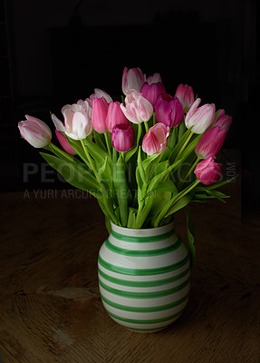 Buy stock photo Pink tulips in ceramic vase holder isolated against a black background in studio with copy space. Pot plant of vibrant, blossoming, blooming flowers symbolising love. Sweet gesture for valentines day