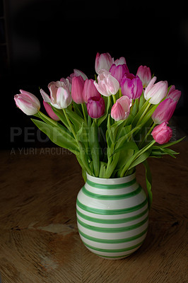 Buy stock photo Tulips growing in a vase on a counter at home. Beautiful flowering plant blooming in a jar. Flowers budding in a holder on a table. Flora in a vessel on a desk. Tulip flowers displayed in a home