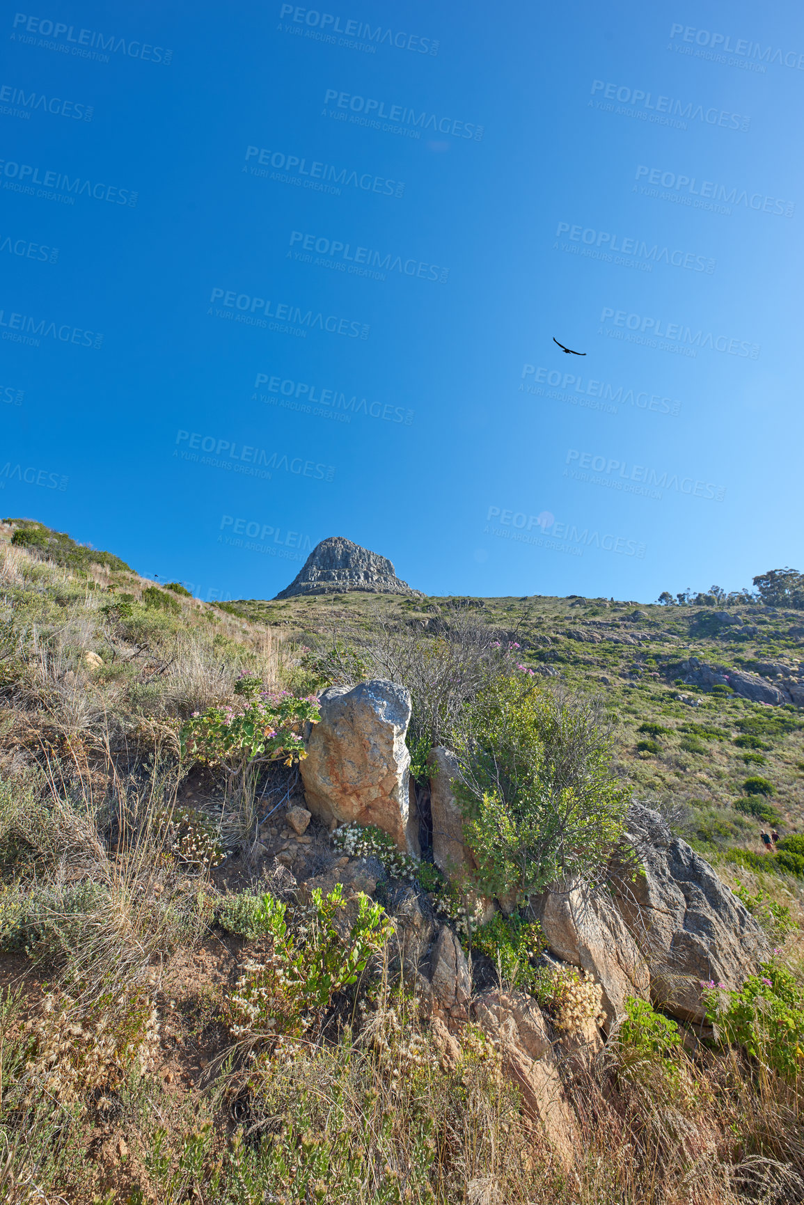 Buy stock photo Landscape of a mountain in Cape Town, South Africa against a blue horizon. Rocky mountainous area with greenery on a sunny day. Lions Head is a popular travel destination and attraction for hiking 