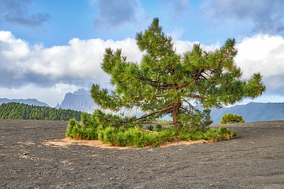 Buy stock photo La Palma island, Volcano ashes and trees, Canary Spain