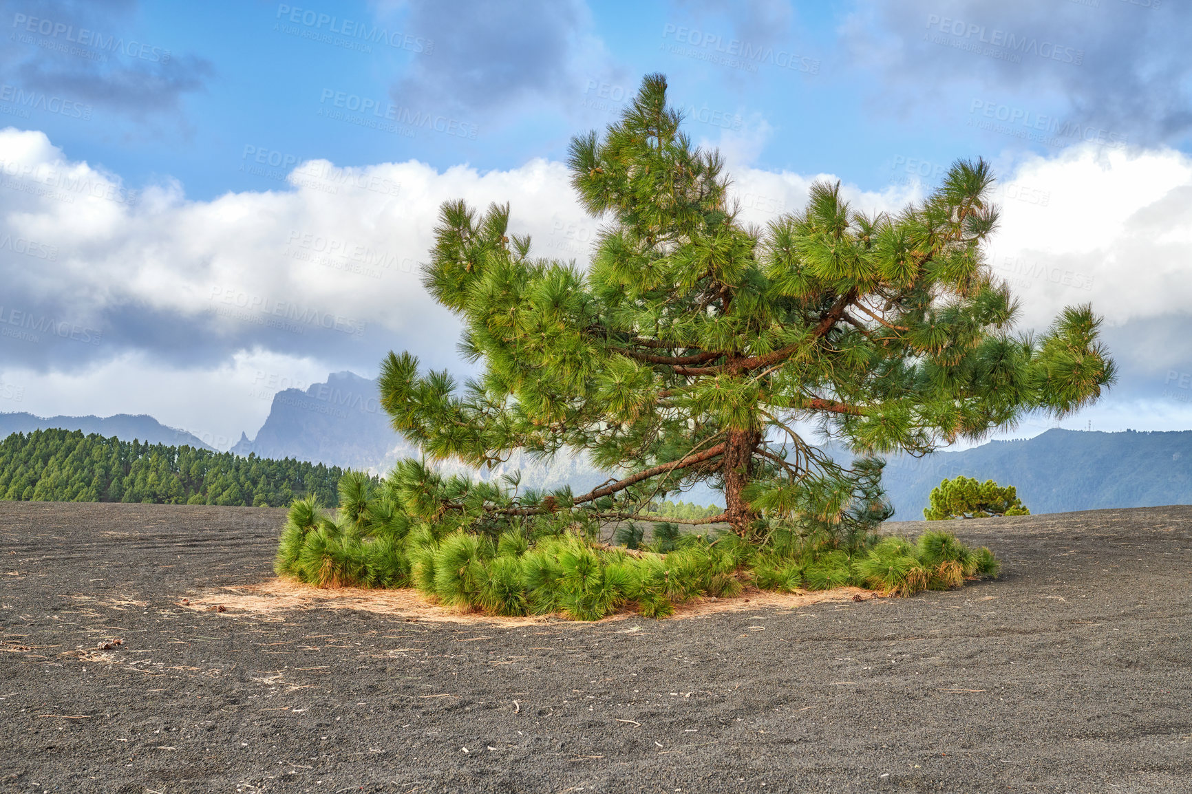 Buy stock photo La Palma island, Volcano ashes and trees, Canary Spain