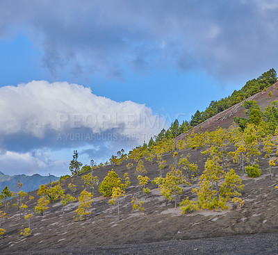 Buy stock photo Hill, nature and volcanic terrain of mountain outdoor on Island of La Palma in Spain. Ash, desert and earth with trees on burnt or scorched landscape in tropical climate of Europe for growth 