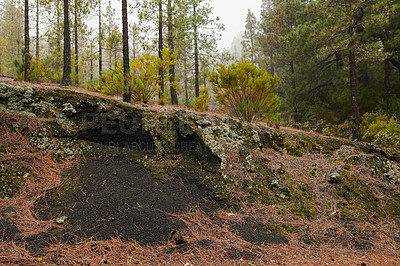 Buy stock photo Pine forests in the mountains of La Palma, Canary Islands, Spain. Forestry with a view of hills covered in green vegetation and shrubs on a sunny day. Lush foliage on a rocky mountain with copy space