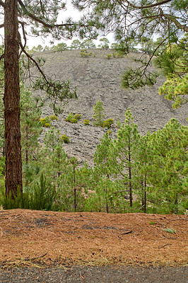 Buy stock photo Landscape of green pine forest trees in remote mountains and hills of La Palma, Canary Islands, Spain. Scenic view or woods, fir and cedar plants and flora. Serene, tranquil, calm, zen countryside