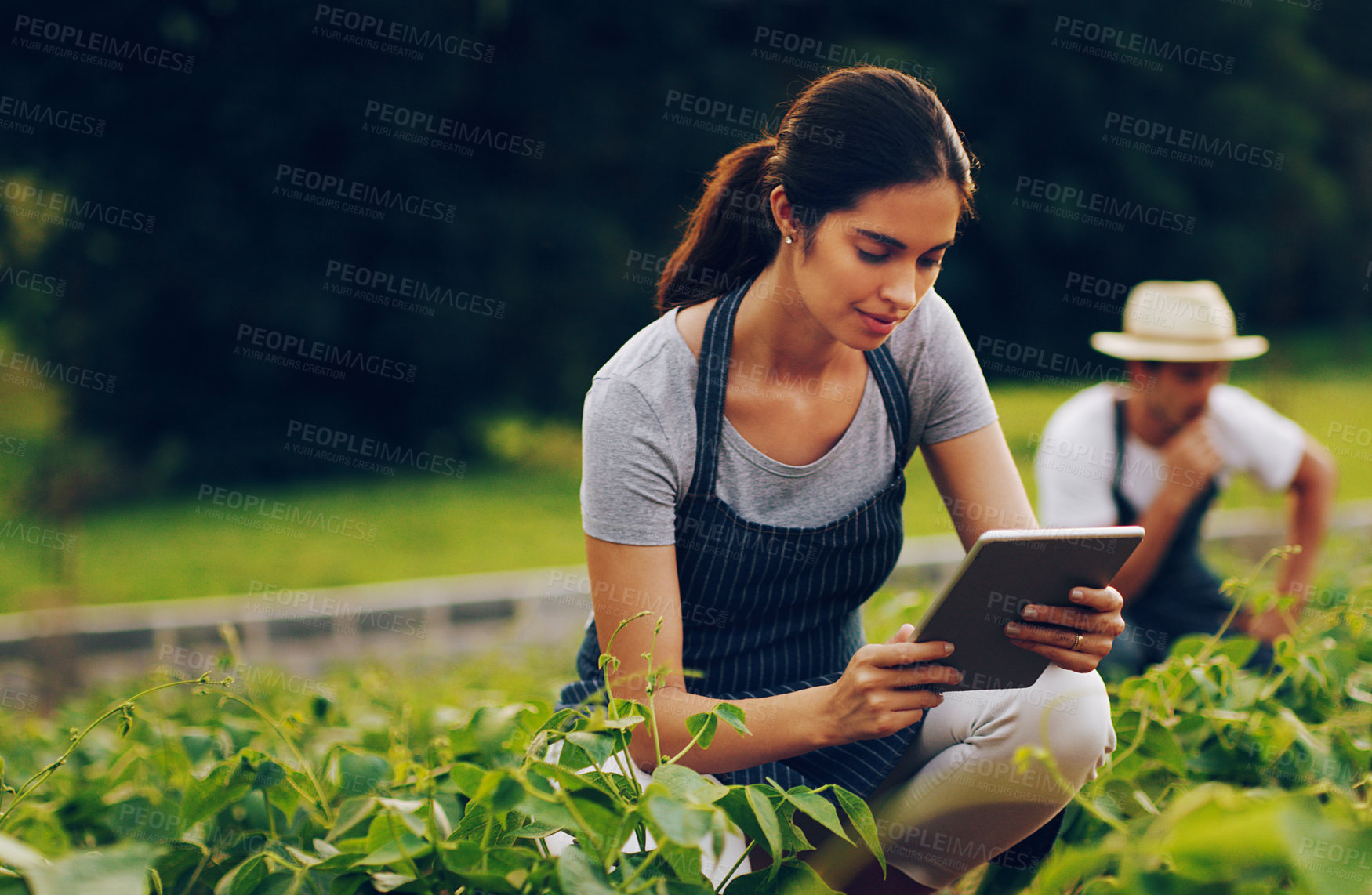 Buy stock photo Shot of a young woman using a digital tablet while working in a garden with her husband in the background