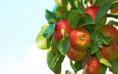 Buy stock photo Fresh apples in my garden a sunny afternoon