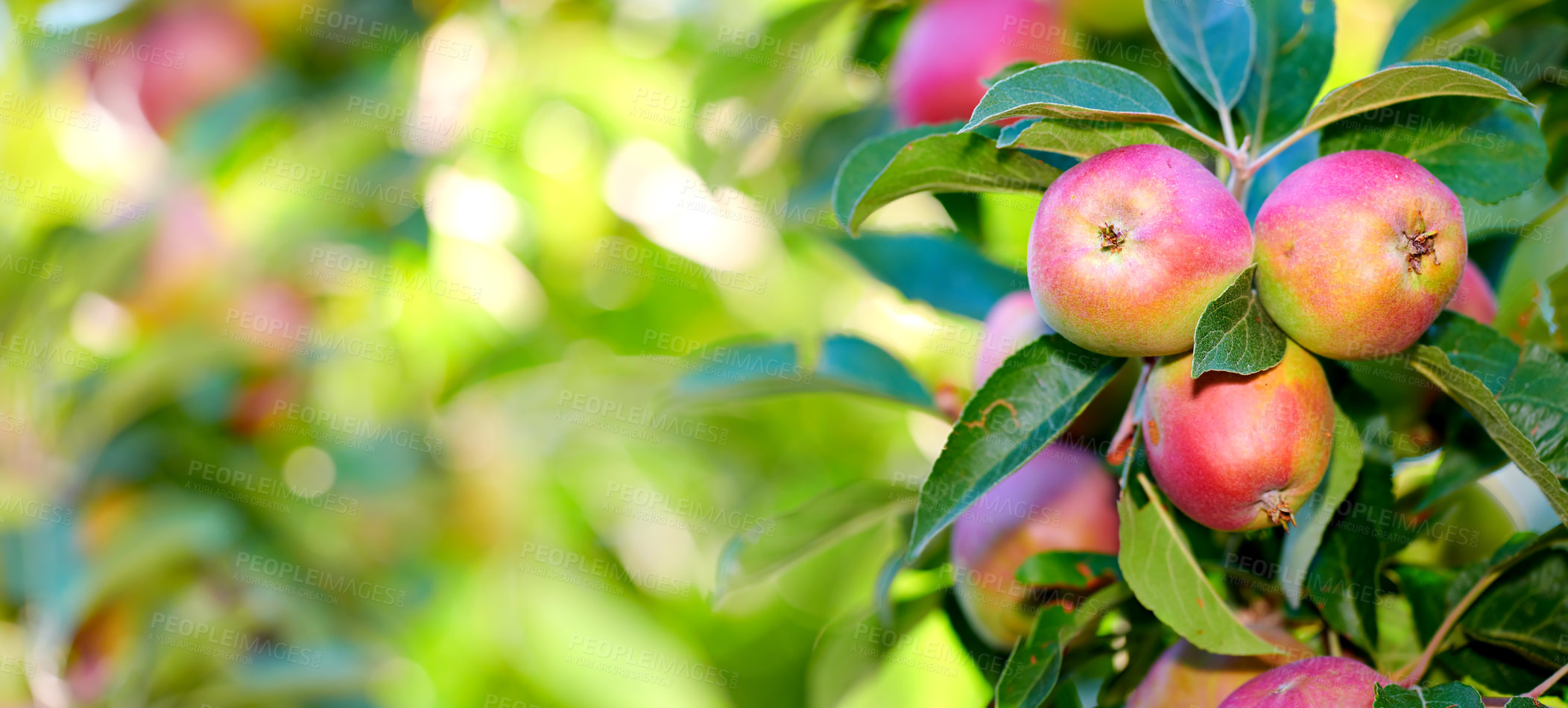 Buy stock photo Growth, harvest and organic apples on tree outdoor in orchard for farming or sustainability. Agriculture, crops and season with fruit growing in countryside for eco friendly or net zero agribusiness
