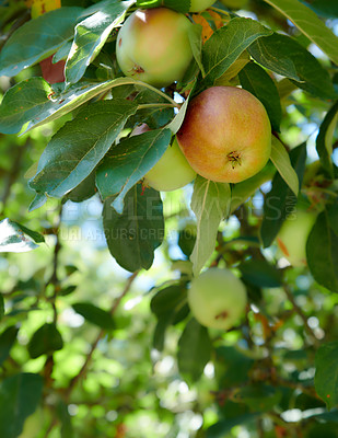 Buy stock photo Agriculture, growth and apples on tree outdoor in orchard for organic farming or sustainability. Crops, harvest and seasonal fruit growing in countryside for eco friendly or net zero agribusiness