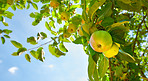 Fresh apples a sunny day in the garden