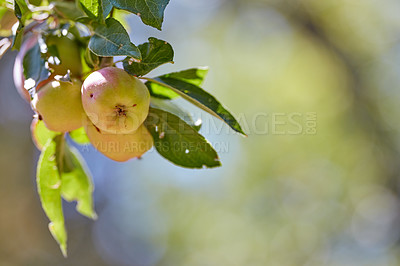 Buy stock photo Agriculture, organic apples and space with tree outdoor in orchard for farming or sustainability. Crops, harvest and season with fruit growth in countryside for eco friendly or net zero agribusiness