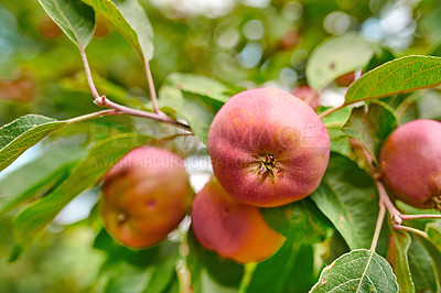 Buy stock photo Agriculture, growth and red apples on tree outdoor in orchard for farming or sustainability. Crops, harvest and season with organic fruit in countryside for eco friendly or net zero agribusiness