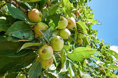 Buy stock photo Garden, agriculture and trees with apples in orchard for growth, sustainability farming or spring season. Ecology, environment and climate resistant plant with fruit in nature for species cultivation