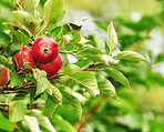 Fresh apples a sunny day in the garden