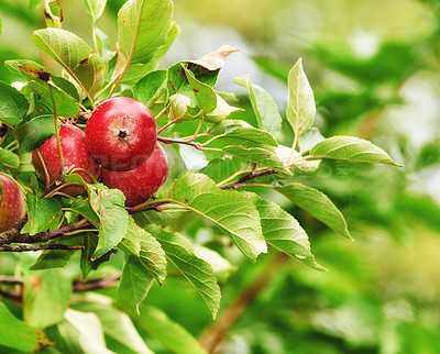 Buy stock photo Food, agriculture and trees with apples in orchard for growth, sustainability farming or spring season. Ecology, environment or climate resistant plant with fruit in nature for species cultivation