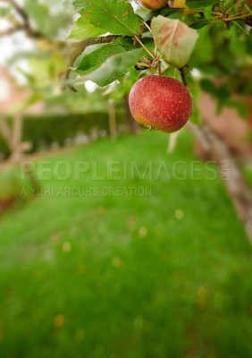 Buy stock photo Fresh apples in my garden a sunny afternoon