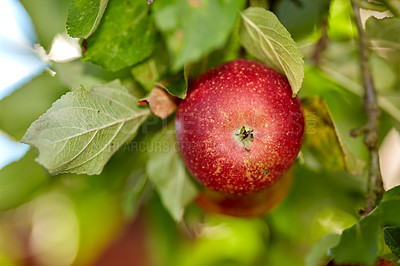 Buy stock photo Apple, tree and orchard with closeup, growth and sustainability for food production in countryside. Organic fruit, leaves and eco friendly agriculture in sunshine with supply for export in France