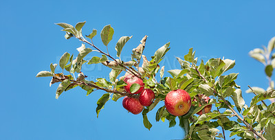 Buy stock photo Blue sky, farm and trees with apples in nature for agriculture, sustainability produce or spring season. Ecology, garden and climate resistant plant with low angle of fruit for species cultivation