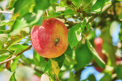 Buy stock photo Apple, tree and orchard with closeup, farming and sustainability for food production in countryside. Organic fruit, leaves and eco friendly agriculture in sunshine with supply for export in Italy