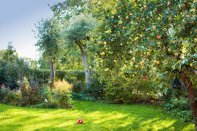 Buy stock photo Fresh apples in my garden a sunny afternoon
