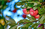 Fresh apples a sunny day in the garden